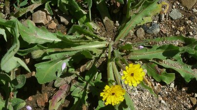 Hedypnois cretica Plant